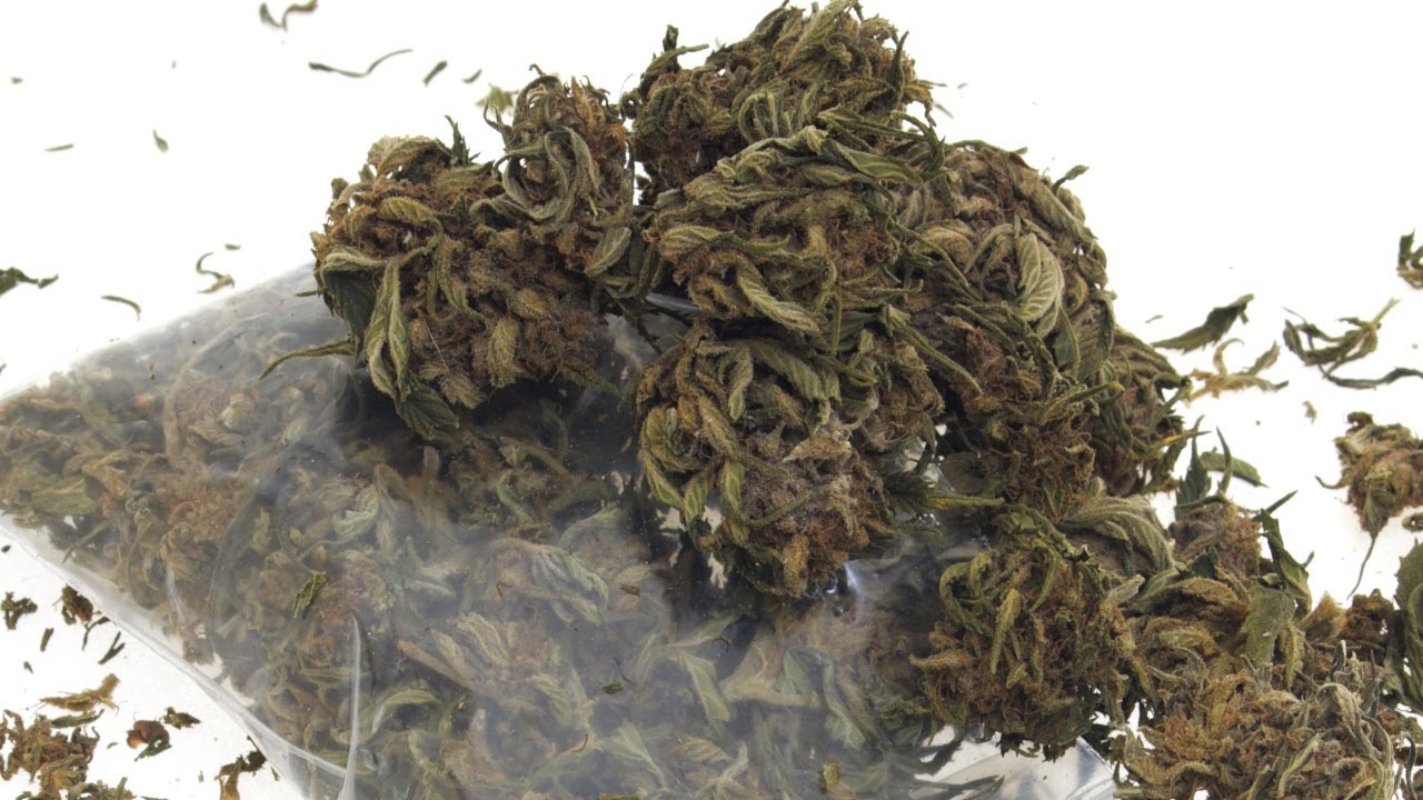 10 Things You Didn't Know About Marijuana - MED PODD
